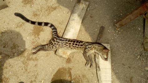 Cat Like Creature Killed On My Site Sciencetechnology Nigeria