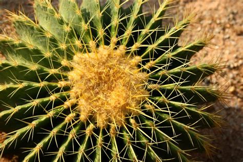 Arizona Barrel Fishhook Cactus Stock Photo Image Of Desert Thorns