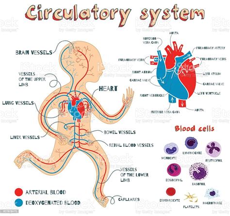Vector Cartoon Illustration Of Human Circulatory System For Kids Stock