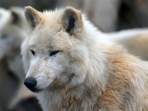 Polarwolf Foto And Bild Natur Wolf Zoo Bilder Auf Fotocommunity