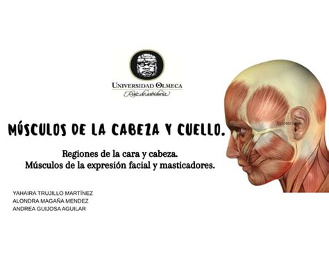 Músculos de la expresión facial y masticación PPT Descarga Gratuita