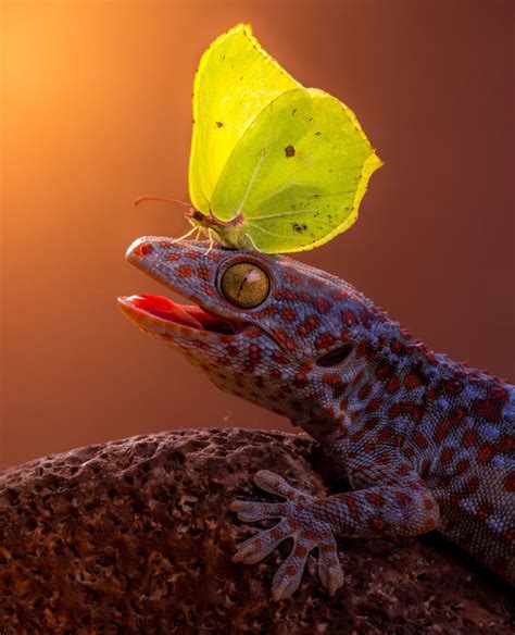 28 Animals With Butterflies Look Like Disney In Real Life Reptiles