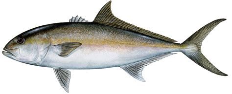 Sea Grant Leads Call To Action On Greater Amberjack Public Feedback
