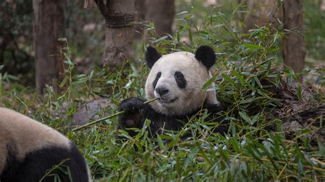 Pandas And Spice In Chengdu Steppes Travel