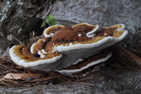 Wild Georgia Mushrooms Mushroom Growing In A Tree Stump Flickr