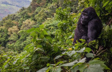 Gorilla Trekking At Bwindi Forest National Park Queen Elizabeth