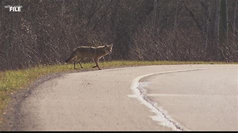 Hunting Coyote Could Get You A Lifetime South Carolina Pass