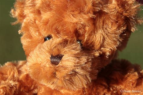 Portrait Of Teddy Teddy Bear Portrait Diane Bowles Flickr