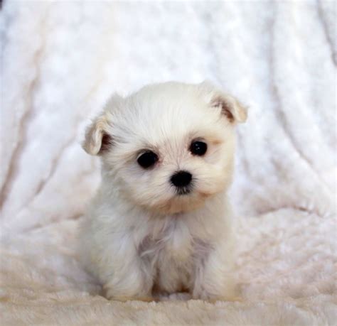 Find the perfect puppy for sale in we have maltipoo puppies available in houston texas, they're 8 weeks old with vaccine records and best micro female in houston up for grabs, but she is bred to produce so serious inquires only. Micro Teacup Malti Poo Puppy for sale! | iHeartTeacups