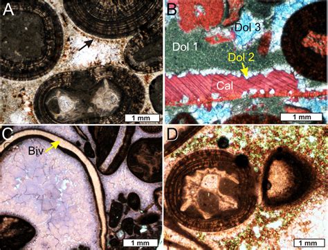 Thin Section Photomicrographs Of Diagenetic Phases Recognized In
