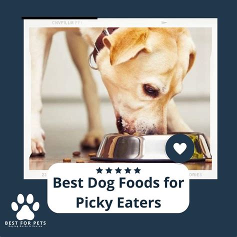The 10 Best Dog Foods For Picky Eaters