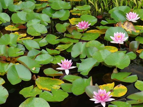 Lily Pond Lily Pond Water Lilies Plants