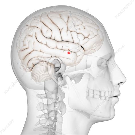 Amygdala Of The Brain Artwork Stock Image F0055358 Science