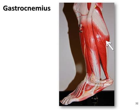 Gastrocnemius Muscles Of The Lower Extremity Anatomy Visual Atlas