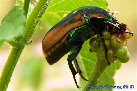 Coleoptera Scarabaeidae Cotinis Nitida Green June Beetle B Urban