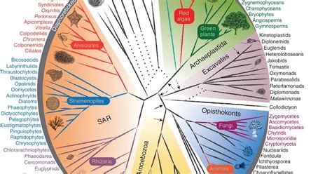 Clasificacion De Los Seres Vivos Taxonomia Microbiologia Images