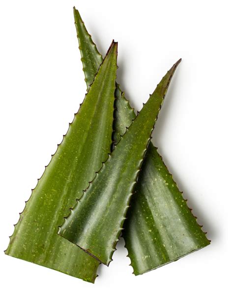 Fresh Aloe Vera Gel Extract Lush Fresh Handmade Cosmetics