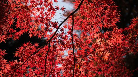 Red Leaves Tree Close Up 4k