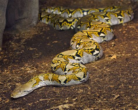 Conocé A La Serpiente Más Larga Del Mundo Billiken