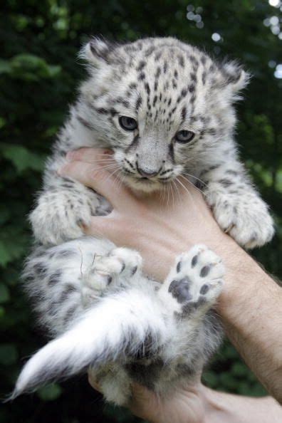 Baby Snow Leopard Too Stinkin Cute Pinterest