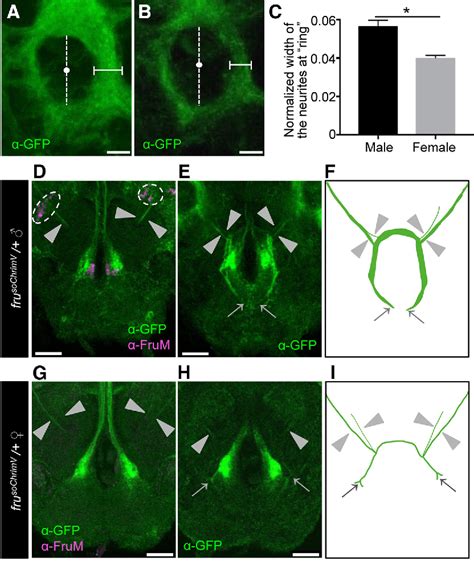 Figure 2 From Optogenetic Activation Of The Fruitless Labeled Circuitry In Drosophila Subobscura