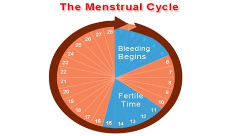 Fertility Cycle Planner