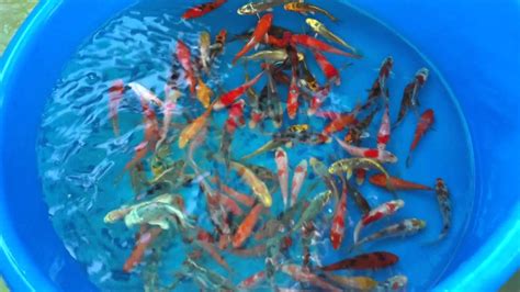 Our Koi Fish Farms Proper Acclimation And Quarantine Process 2 Youtube