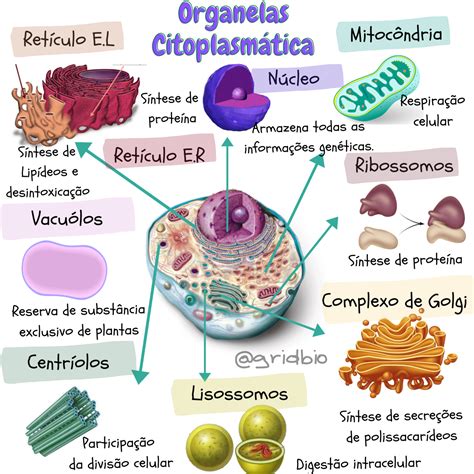 Biologia Celular Mapa Mental