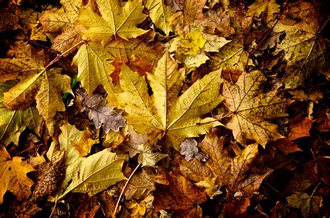 Fall Autumn Leaves Orange Colour Leafs Leaf Hd Wallpaper Peakpx