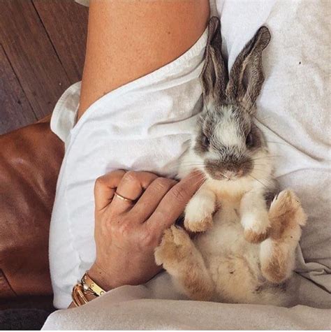 30 Cute Bunny Pictures You Have To See Today