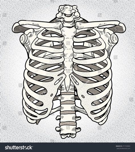 Ribcage Skeleton Drawings Human Heart Art Rib Cage Drawing