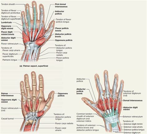 Hand Tendon Anatomy