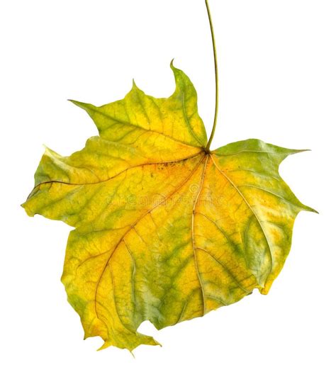 Colorful Autumn Maple Leaf Isolated On White Stock Photo Image Of