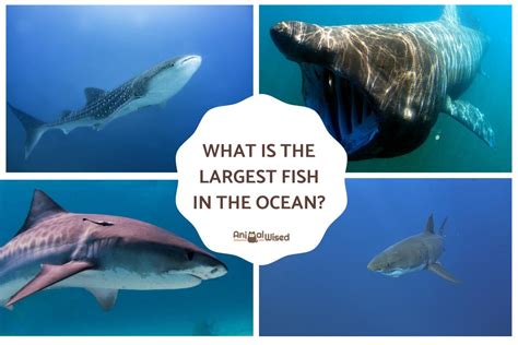 What Is The Largest Fish In The Ocean Top 5 With Photos