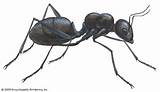 Carpenter Ants Fun Facts