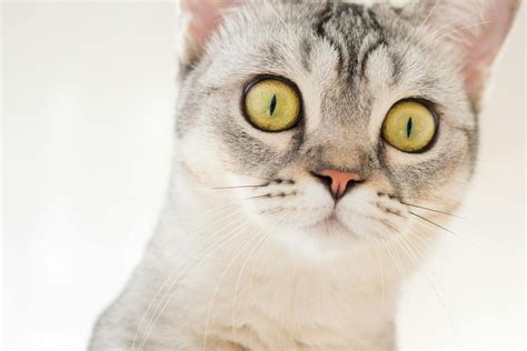 Close Up Photo Of Cats Face · Free Stock Photo