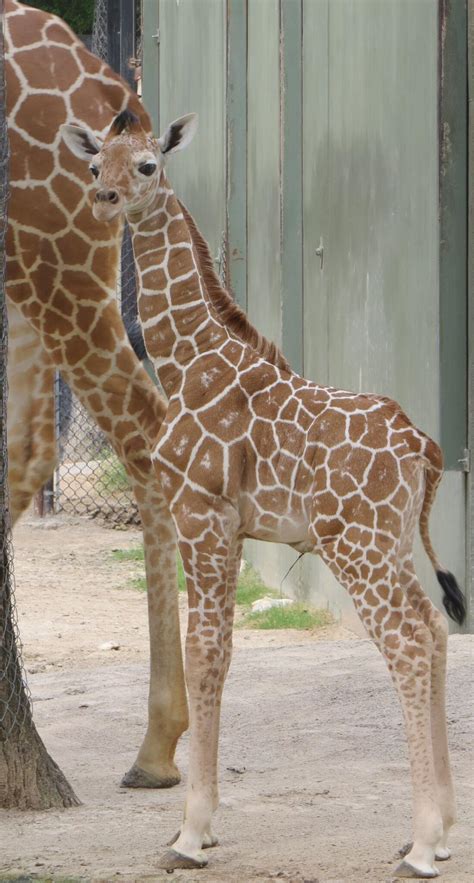 Fort Worth Zoo Welcomes Baby Giraffe Cbs Dfw