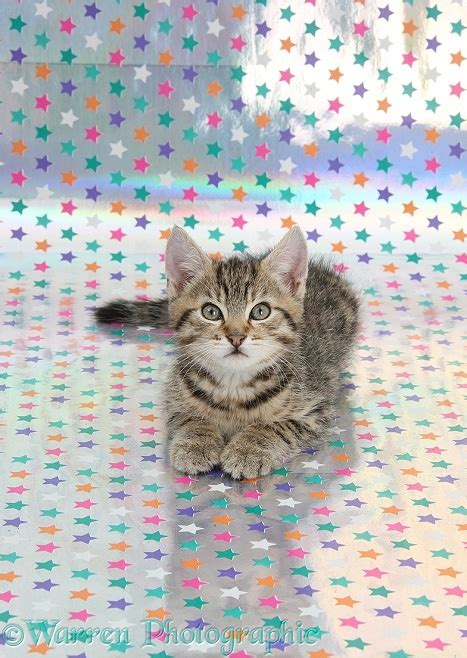 Cute Tabby Kitten Sitting On Starry Background Photo Wp36424