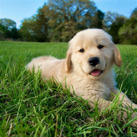 super cute puppies golden retriever
