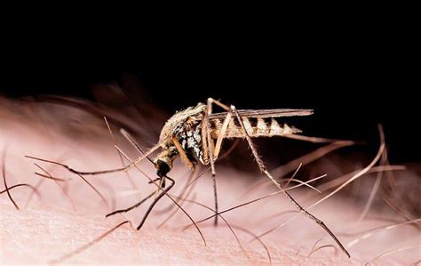 Why Are Mosquito Infestations So Common In Florida