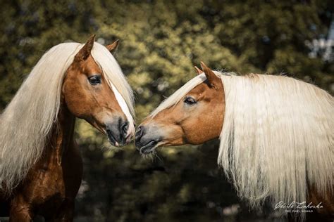 Horse Photo Series Showcases The Worlds Endangered Breeds