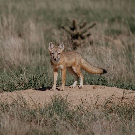 The Shortgrass Prairie Is One Of The Last Remaining Swift Fox Habitats