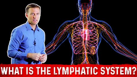 What Is The Lymphatic System And How It Functions Dr Berg