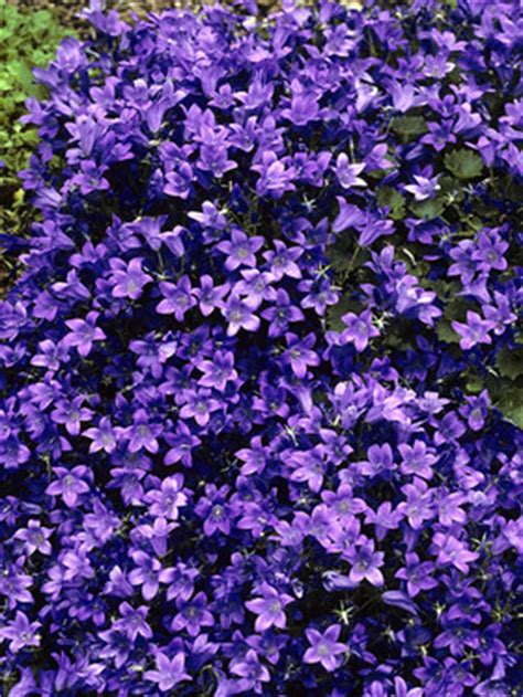 Groundcovers are helpful for weed suppression, and groundcover plants also add texture and color to your garden with minimal maintenance. Campanula Birch Hybrid -- Bluestone Perennials