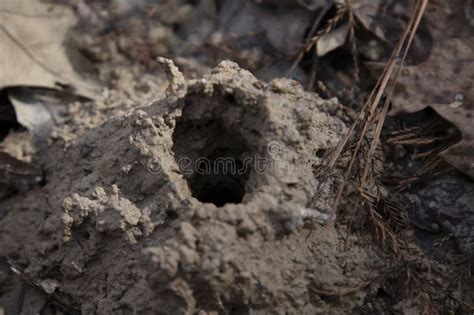 Crawfish Hole Burrow In The Mud Stock Image Image Of Hovel Crawdad