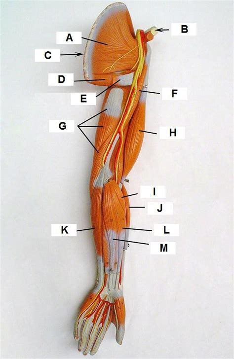 Arm Muscles Anterior View Of Left Arm Diagram Quizlet