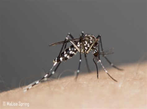 Asian Tiger Mosquito Aedes Albopictus · Inaturalist