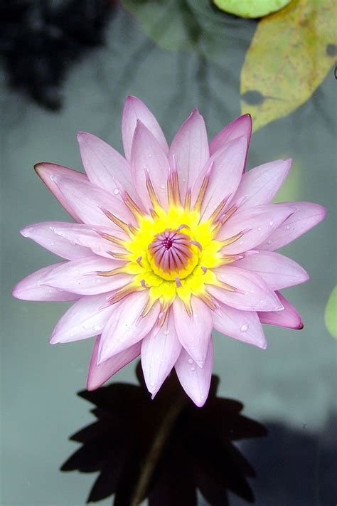 Lotus Flower Iphone Wallpaper Wallpapersafari