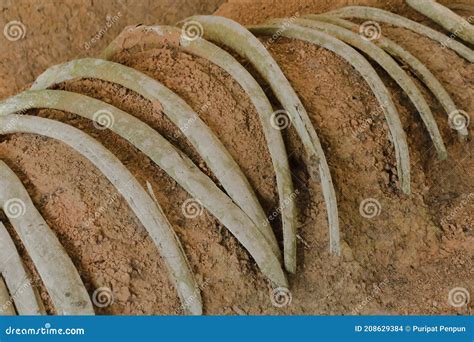 Ancient Elephant Fossils Millions of Years Old Editorial Stock Image