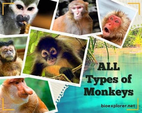 334 Types Of Monkeys Old World Monkeys And New World Monkeys